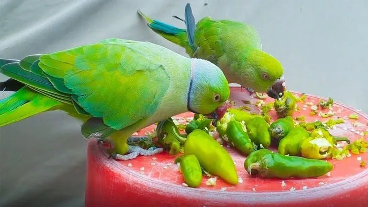bird diet