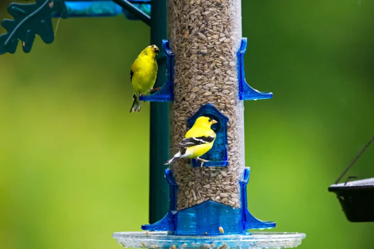 bird feeding habits