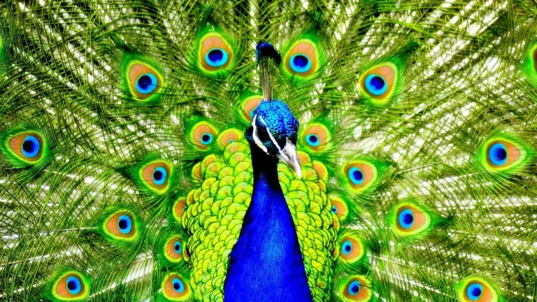 bird mating behavior