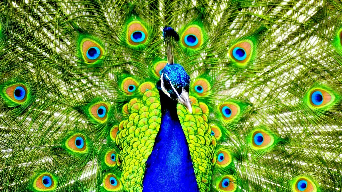 bird mating behavior