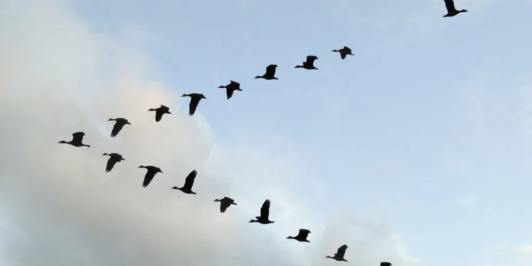 bird migration