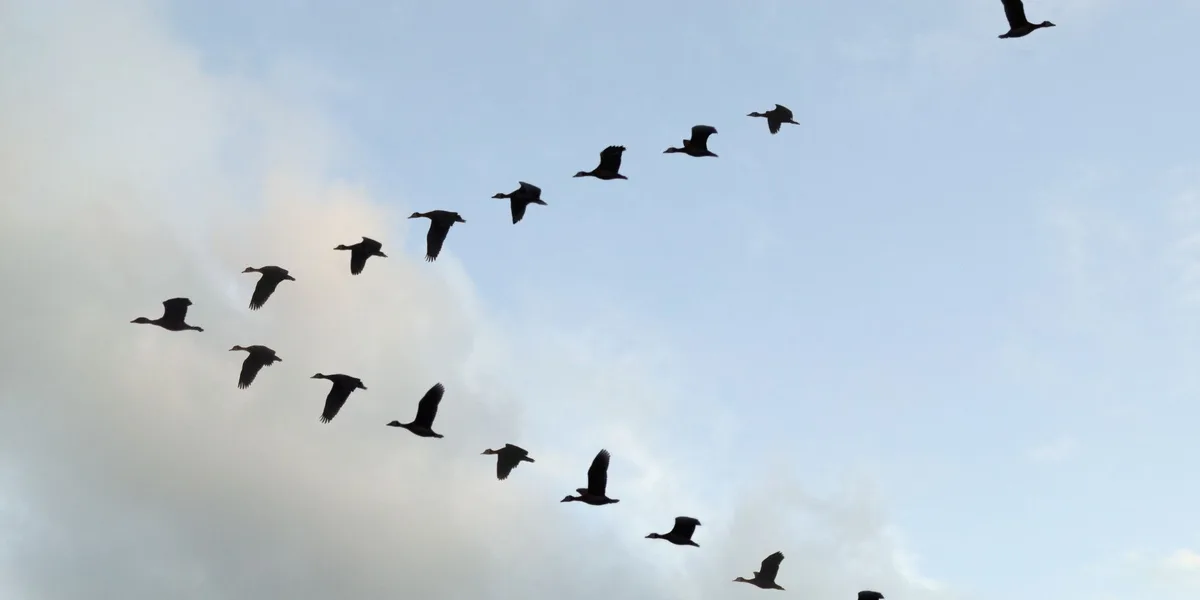 bird migration