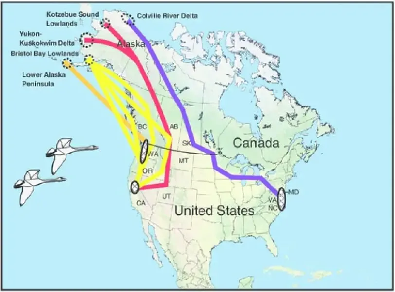 Bird Migration