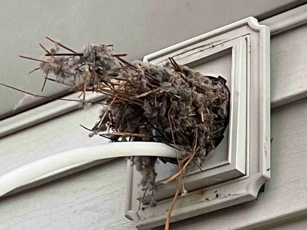 bird nest histoplasmosis health hazard