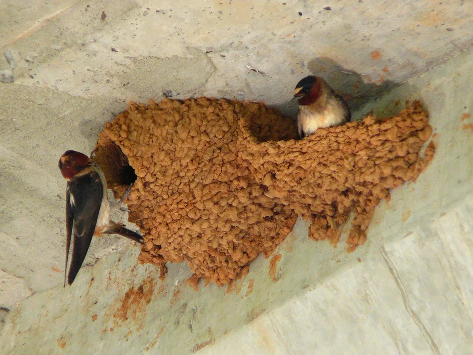 bird nest materials