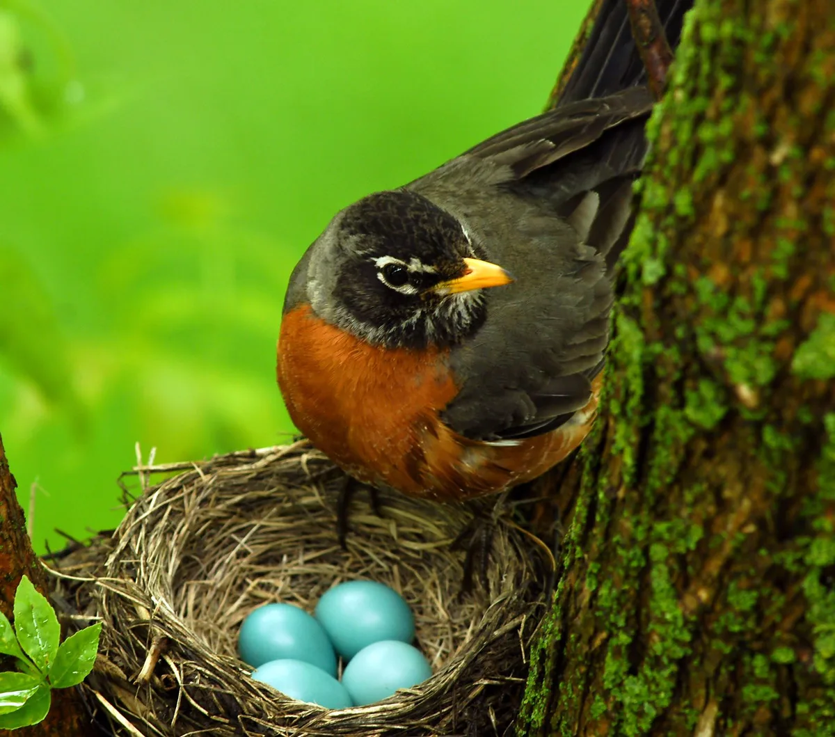 bird nesting season