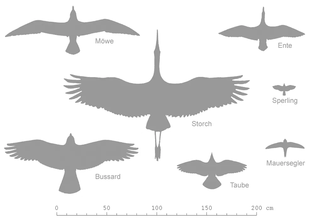 Bird Size and Shape: Your First Clues