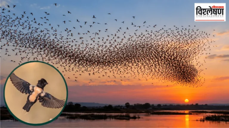 bird social behavior
