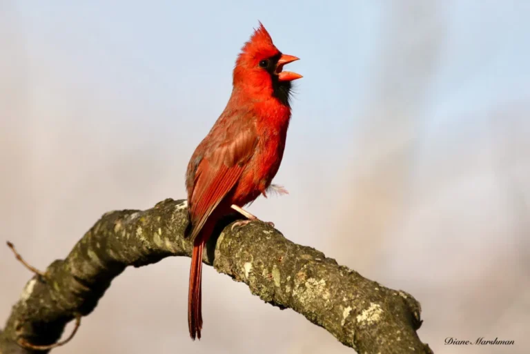 bird songs and calls