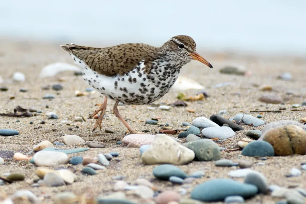 Birds: A Summer Staple