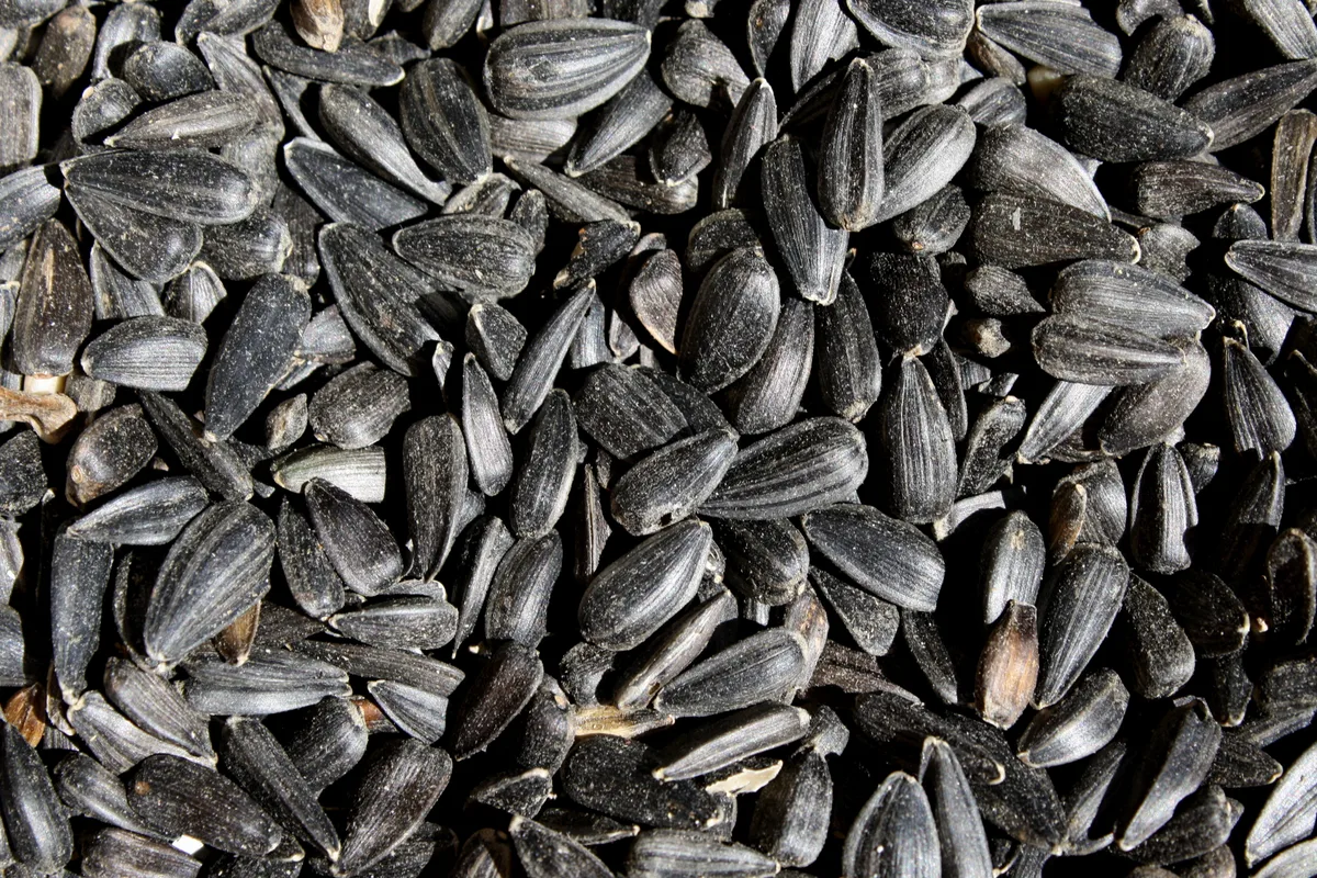 black oil sunflower seeds