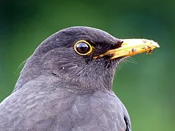 blackbird facts
