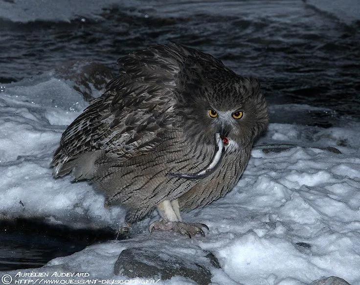 Blakiston's Fish Owl
