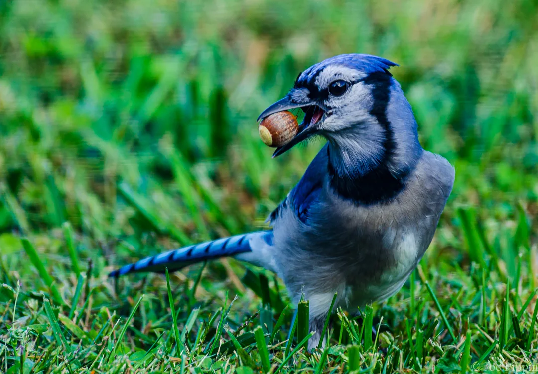 blue jay caching behavior