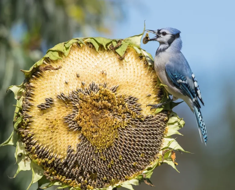 blue jay diet