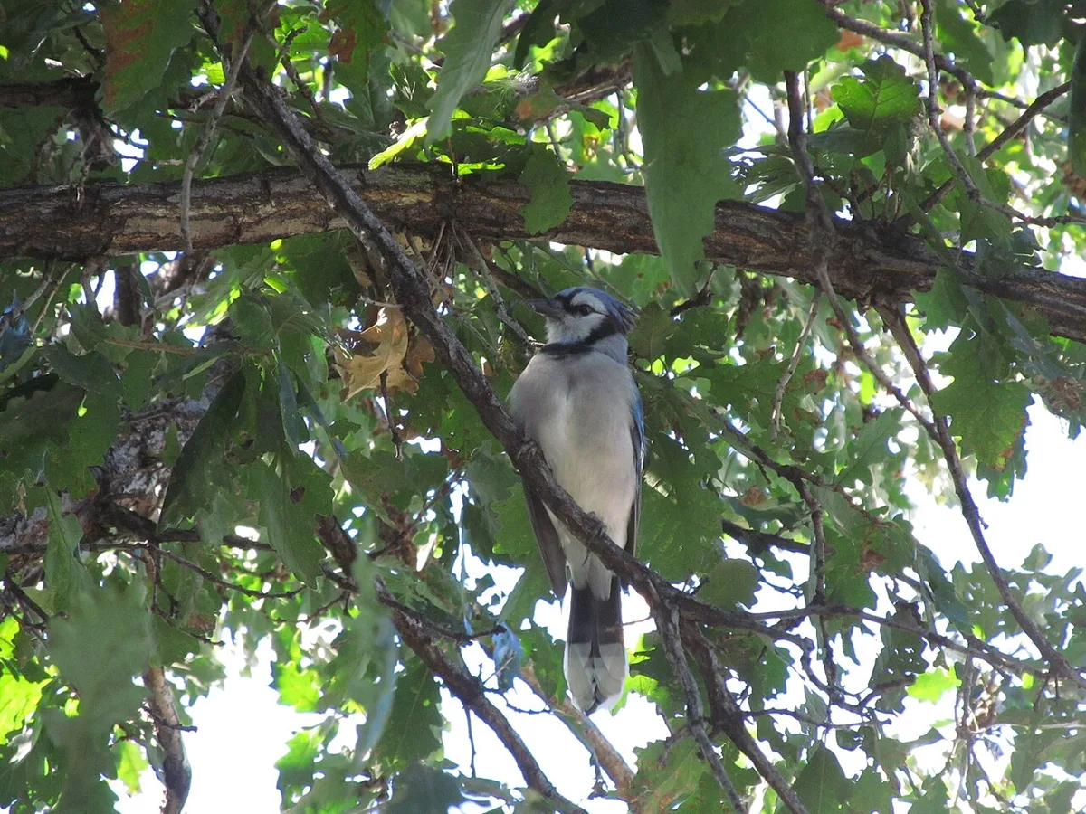 blue jay facts