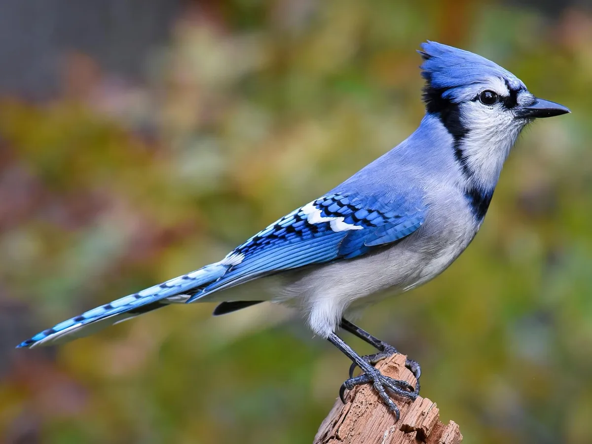 blue jay food scarcity