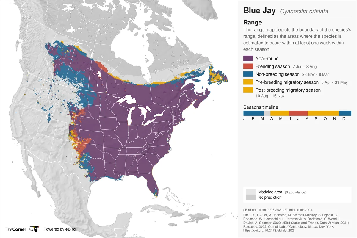 blue jay location migration