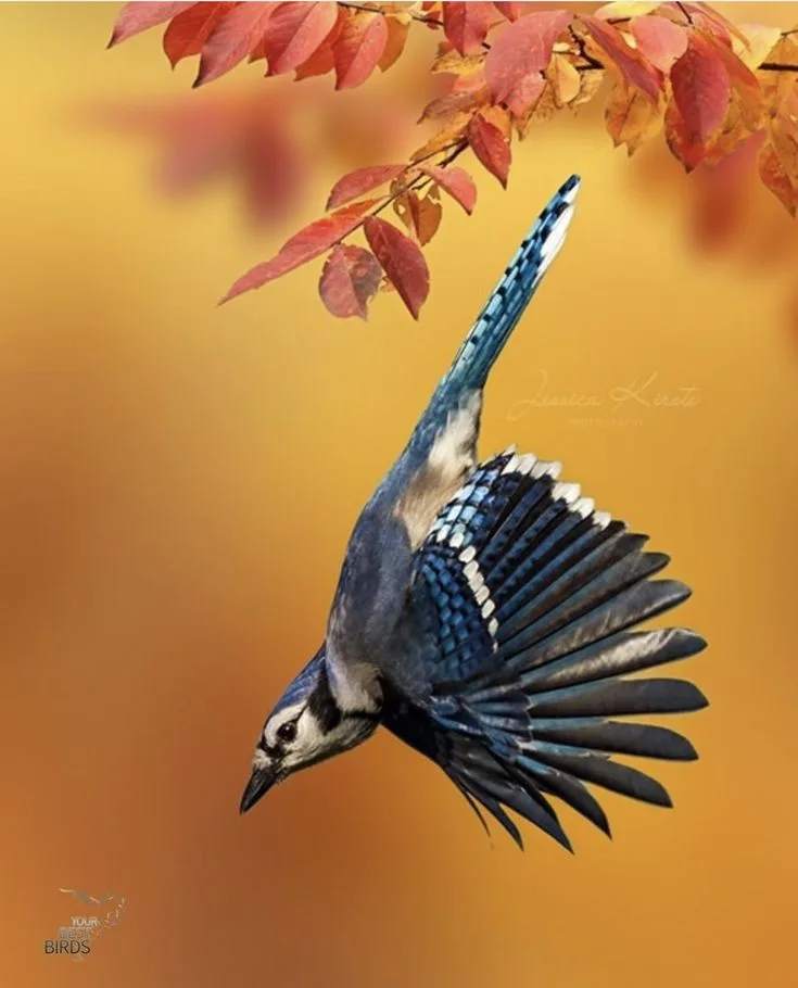 blue jay migration
