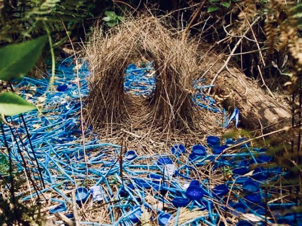 bowerbird bower construction