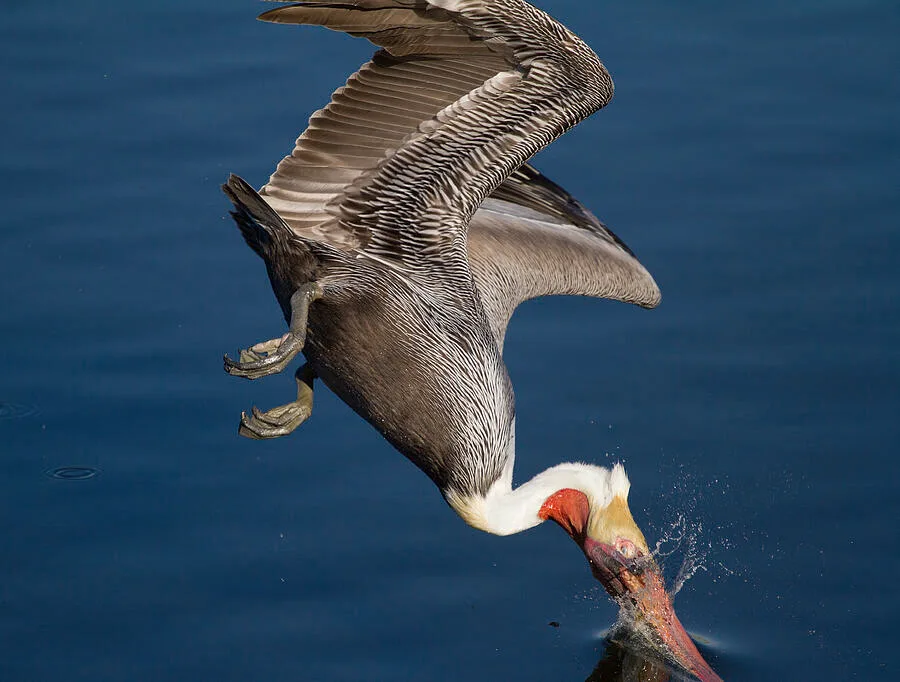 Brown Pelican