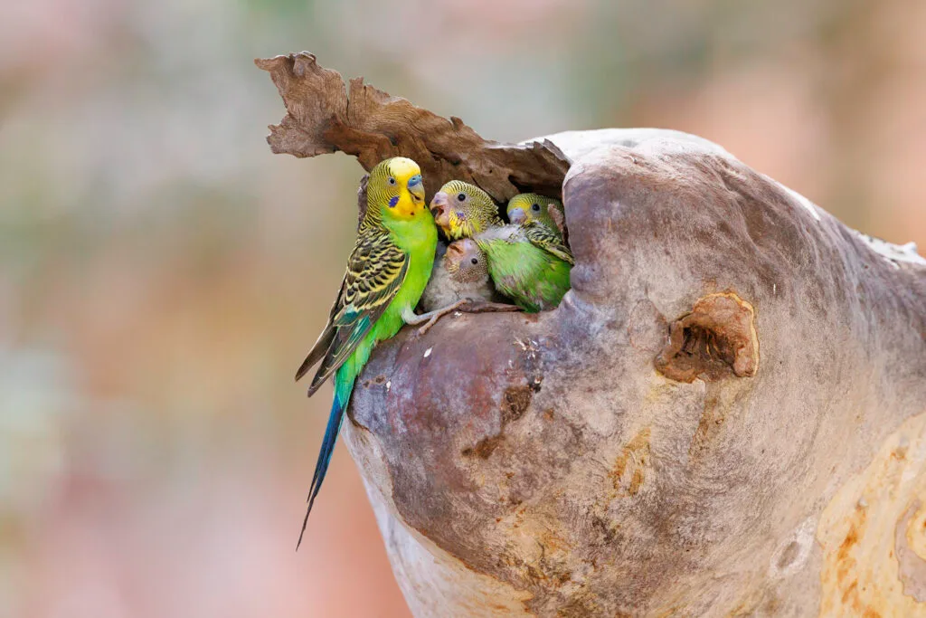 Budgerigar