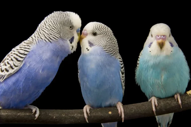 budgie facts