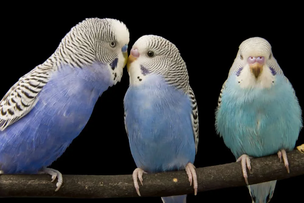 budgie facts