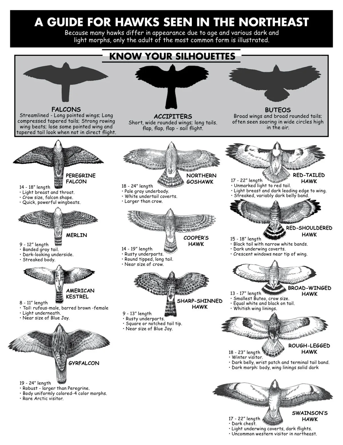 Buteos vs. Accipiters