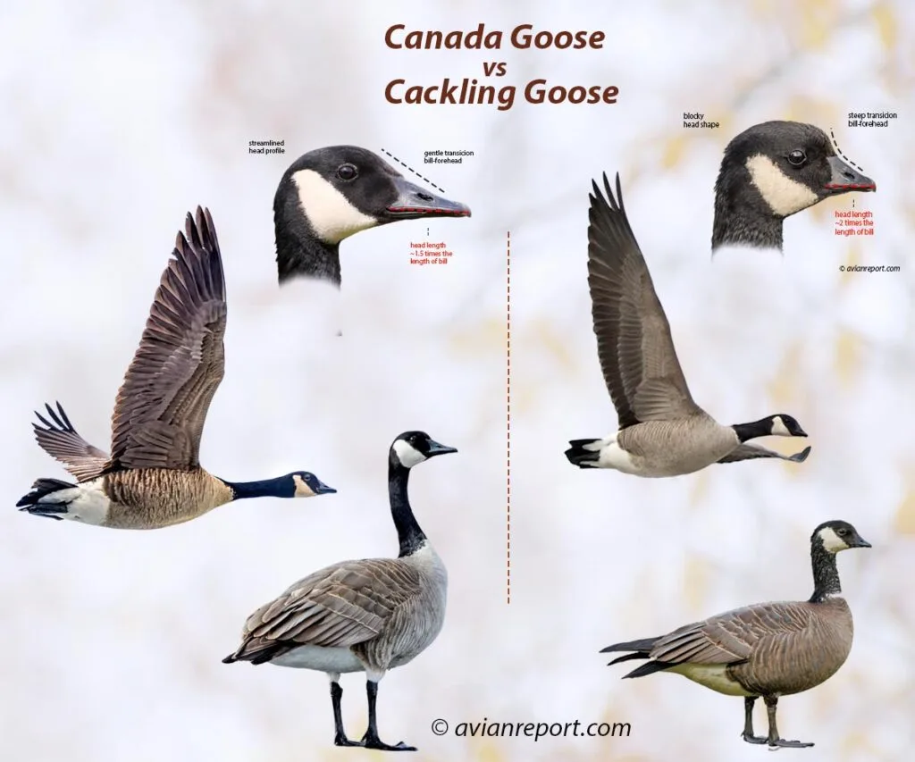 Cackling Goose