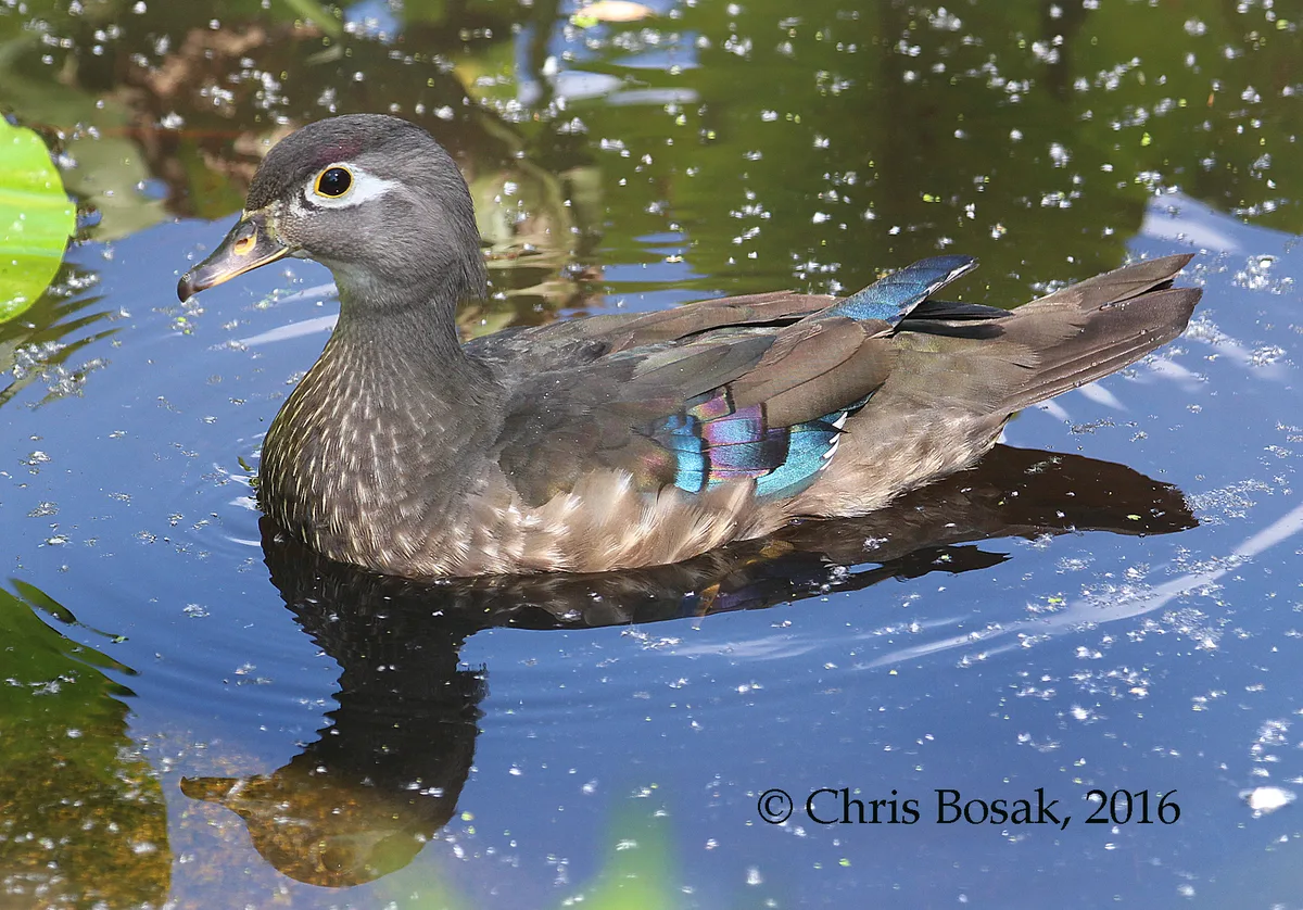 Camouflage: The Unexpected Role of Bright Feathers