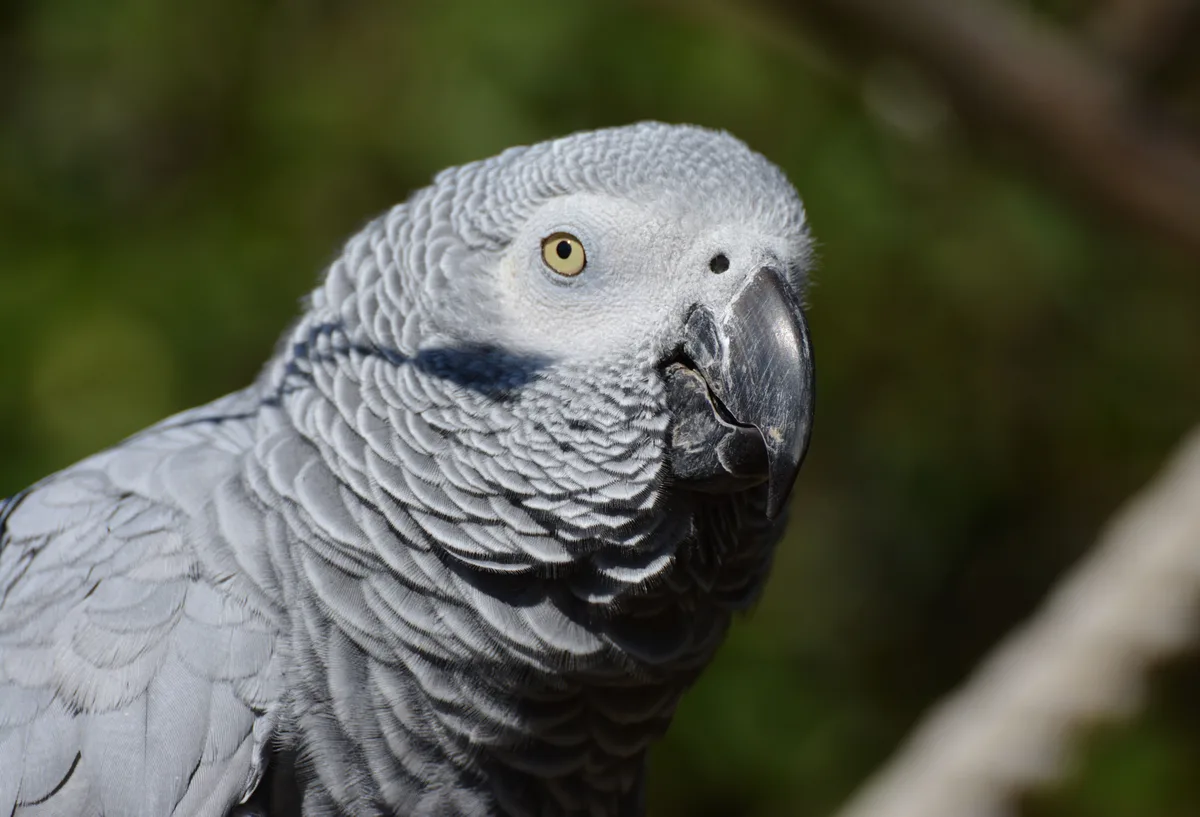 can African grey parrots learn words