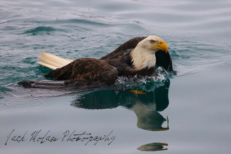 can bald eagles swim