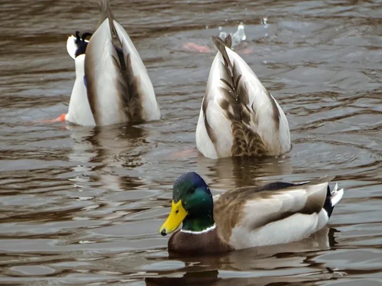 can ducks see underwater
