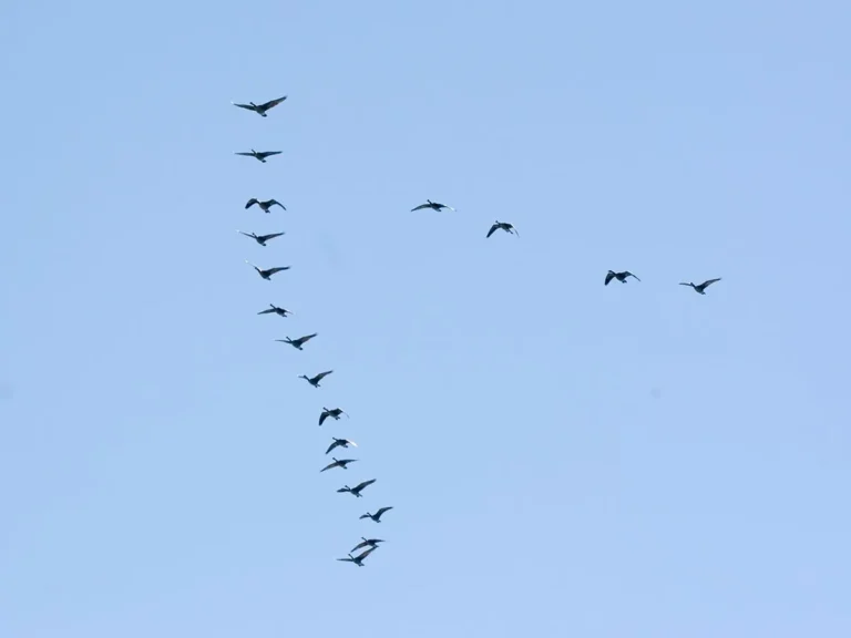 can geese fly long distances