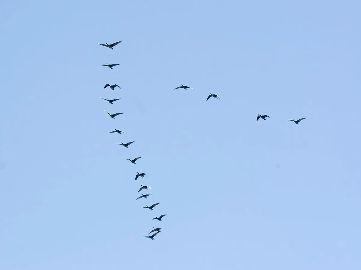 can geese fly long distances
