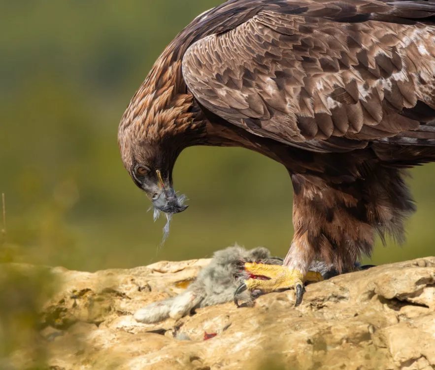 can golden eagles carry animals