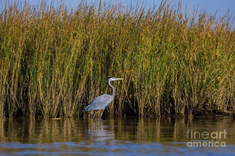 can herons swim