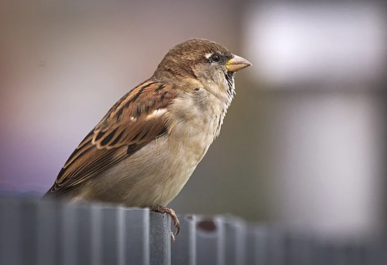 can house sparrows eat bread