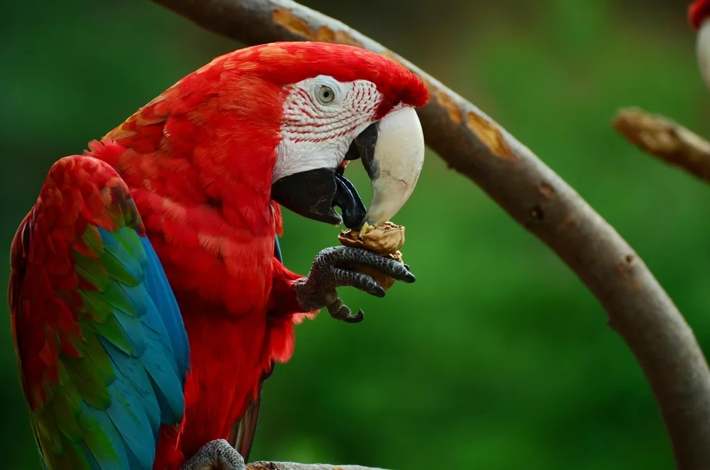 can macaws talk
