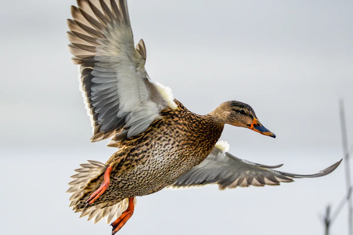 can mallard ducks fly