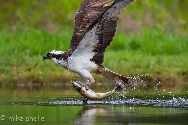 can ospreys swim
