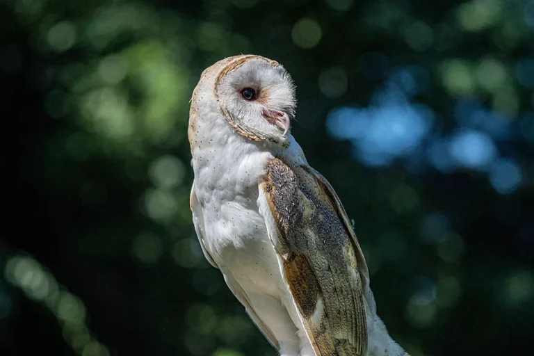 can owls turn their heads all the way around