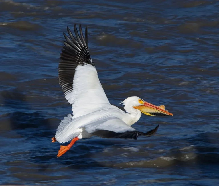 can pelicans fly long distances
