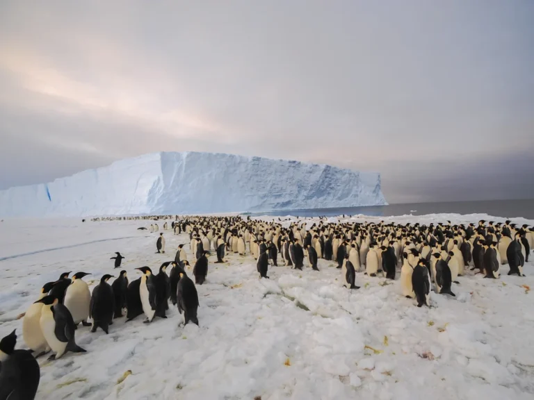 can penguins fly