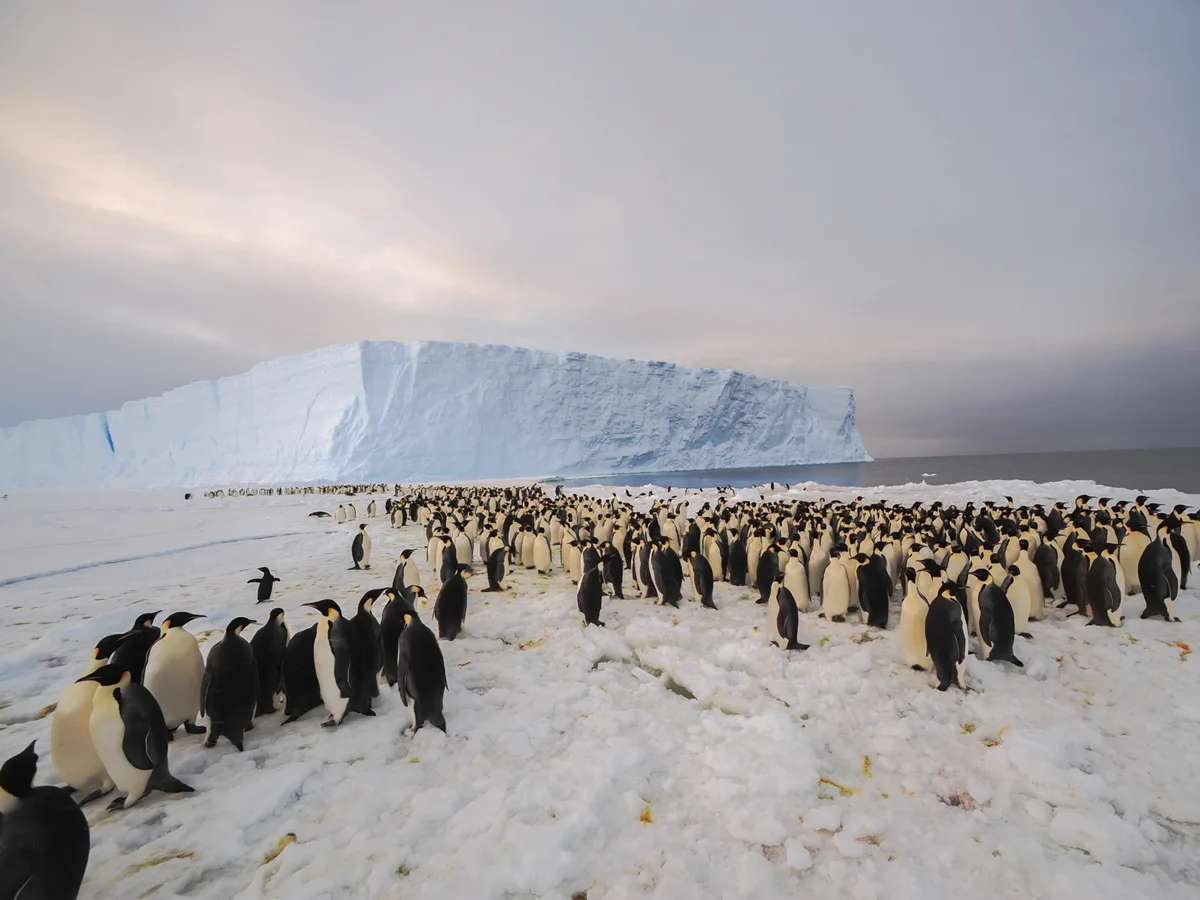 can penguins fly