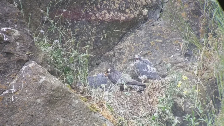 can peregrine falcons see at night