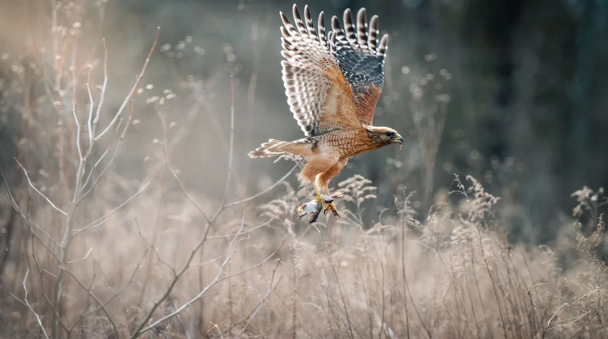 can red tailed hawks be pets