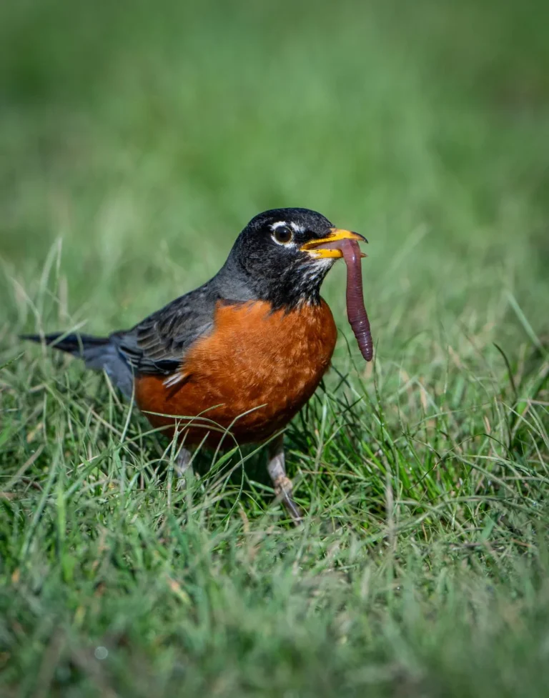 can robins eat worms