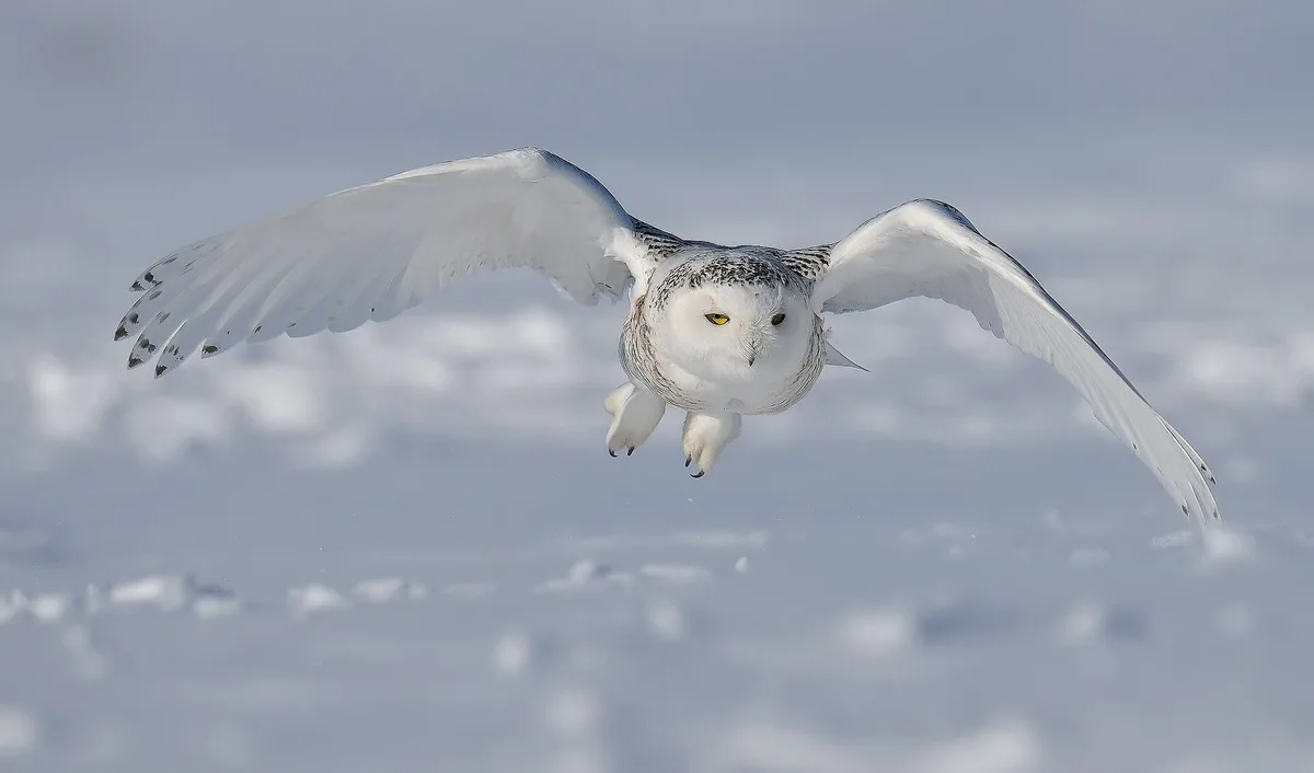 can snowy owls fly in snow